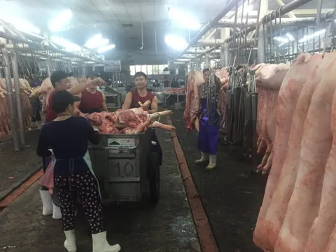Giá heo hơi hôm nay, 30-12: Chợ đầu mối tiếp tục "đánh" giá lên