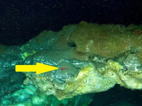 Phát hiện bí mật chưa từng có dưới đáy biển sâu 3.640m ở Greenland