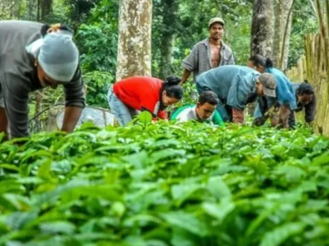 Nông nghiệp Cuba bùng nổ, sở hữu 4.000ha được làm giàu từ "vàng đen"