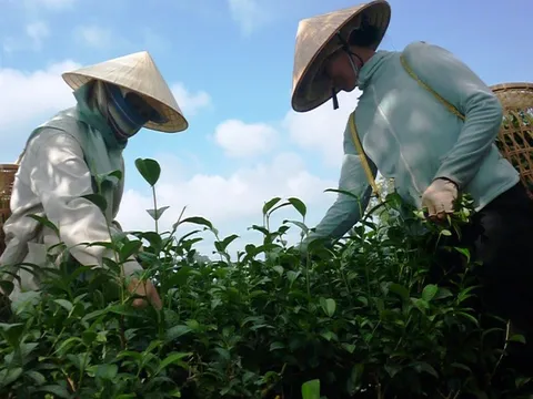 "Giải phóng"gần 500 container chè của Việt Nam bị kẹt ở Pakistan