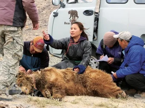 Hiếm hơn cả gấu trúc: "Bóng ma sa mạc" chỉ còn chưa đầy 50 cá thể và bên bờ vực tuyệt chủng