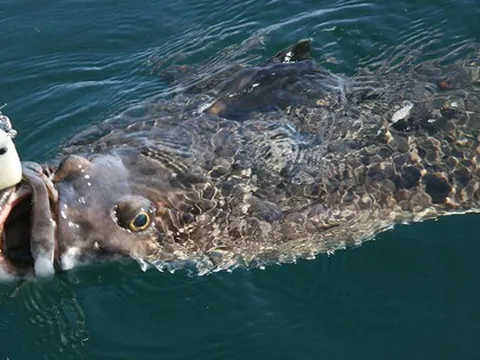 Cậu bé 13 tuổi oằn mình kéo "thủy quái" nặng hơn cả cơ thể giữa biển khơi, khoảnh khắc ai cũng nín thở