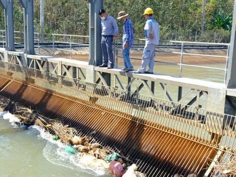 Kinh hãi xác heo, động vật thối rữa trên kênh dẫn nước vào hồ Dầu Tiếng