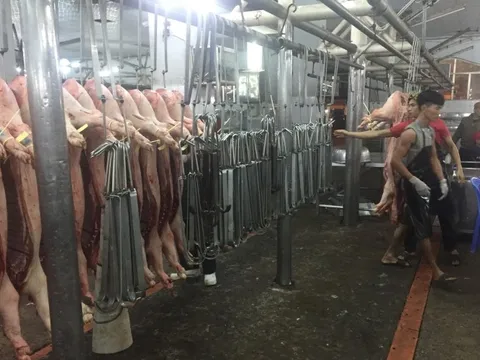 Giá heo hơi hôm nay, 7-1: Bật tăng trở lại