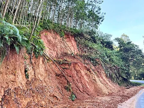 Rừng keo - cây xóa đói giảm nghèo và nỗi lo sạt lở?