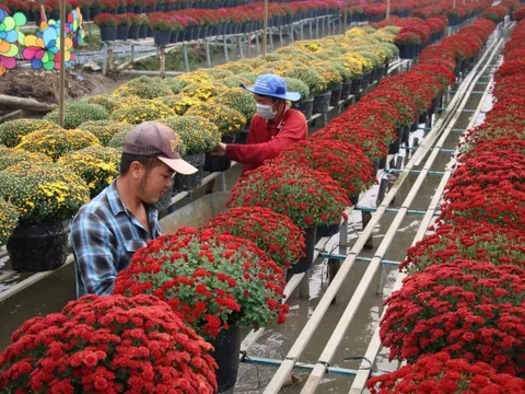 Rộn ràng hoa Tết