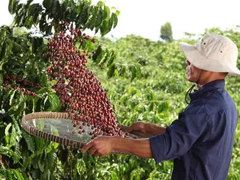 NESCAFÉ Plan 2030: Tăng cường áp dụng nông nghiệp tái sinh, giảm phát thải khí nhà kính