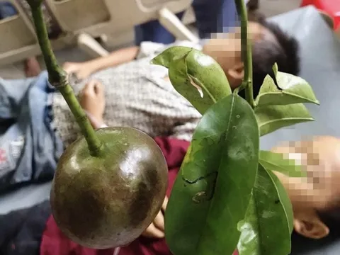 7 người nhập viện sau khi ăn củ từ rừng
